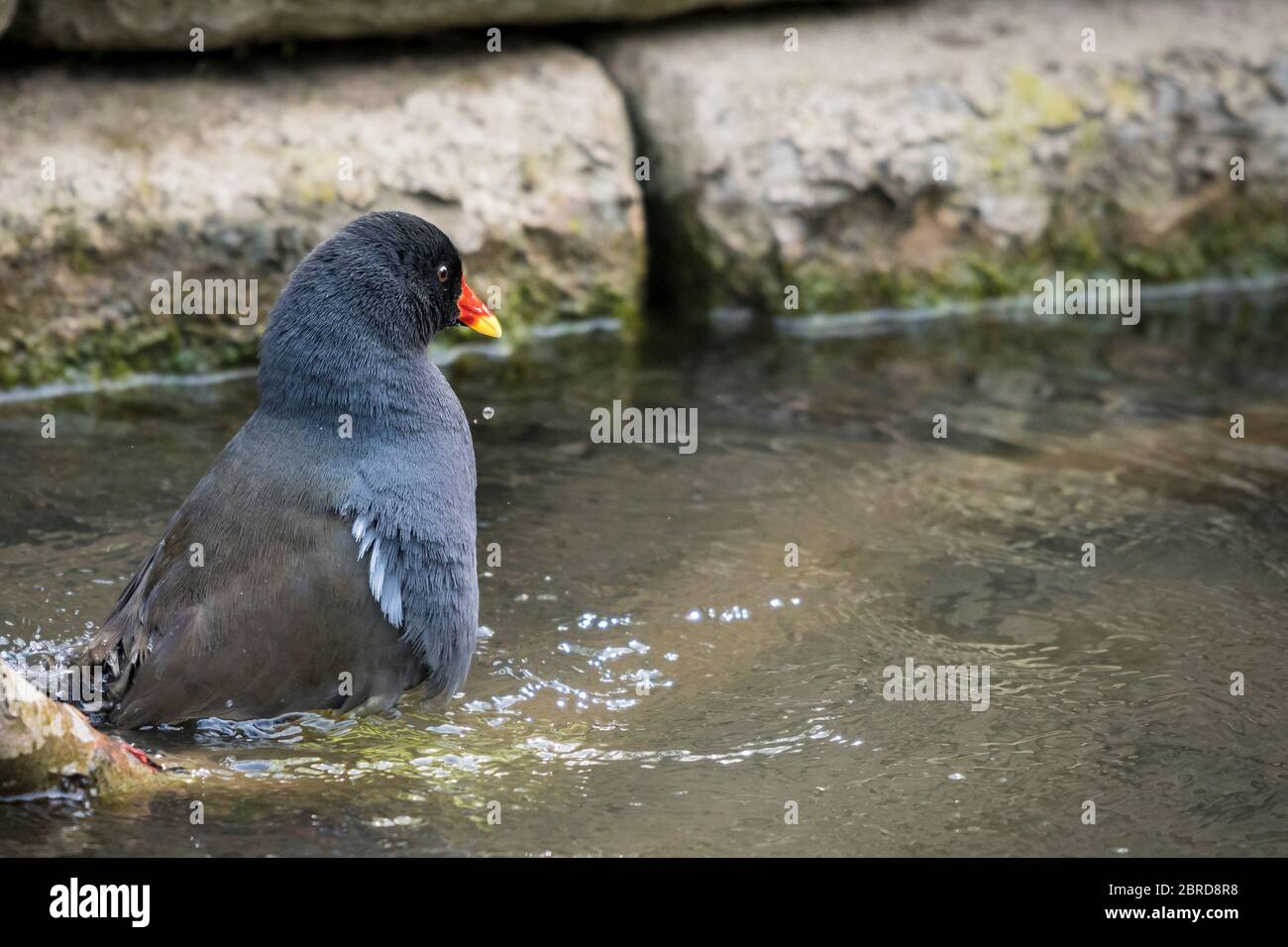 A Moorhen Gallinula chloropus in Trenance Boating Lake in Trenance Gardens in Newquay in Cornwall. Stock Photo