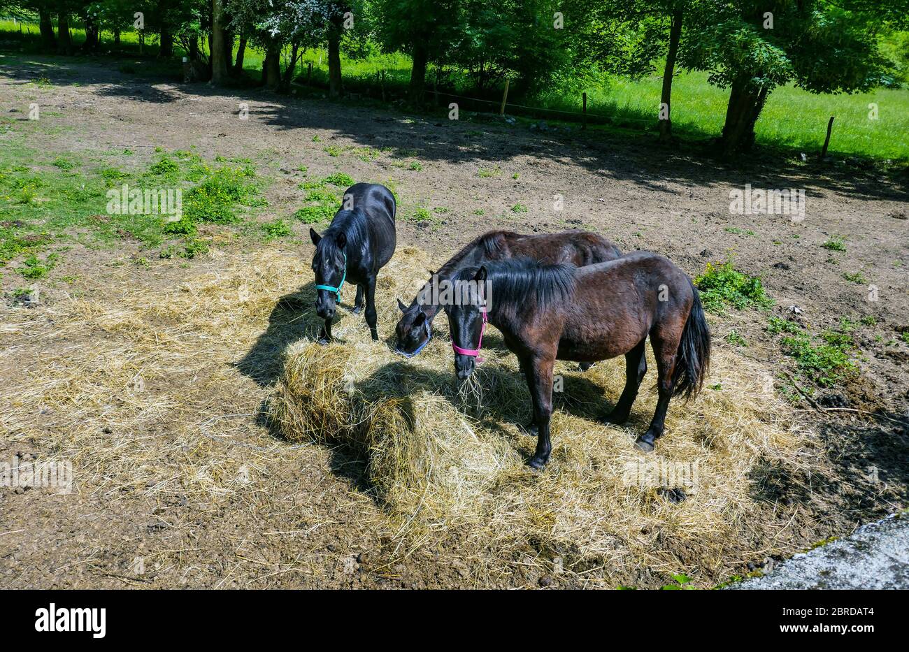 Three black Merens horses, Ariege, French Pyrenees, Pyrenees, France