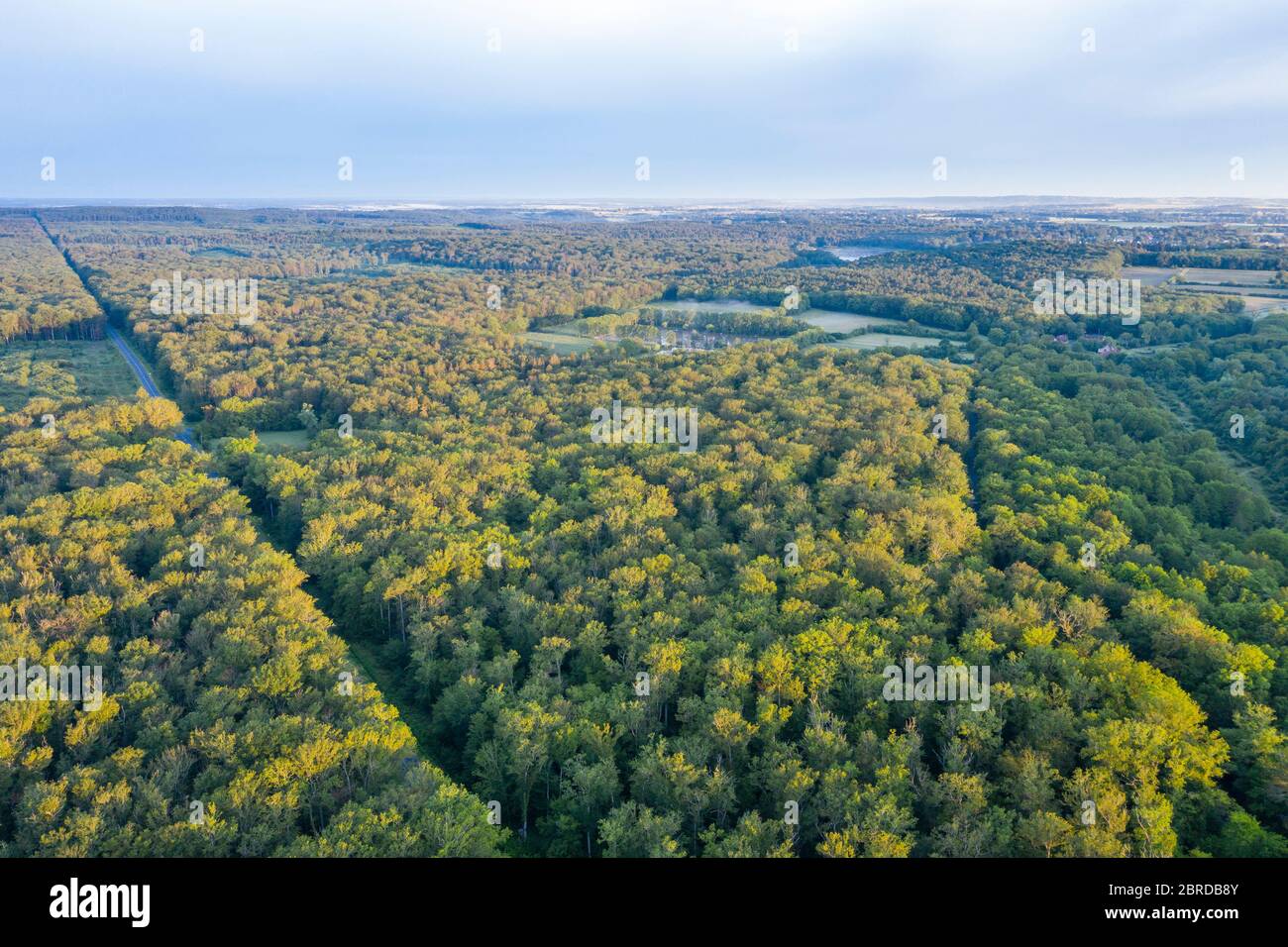 France, Allier, Bourbonnais, Troncais forest, Saint Troncais