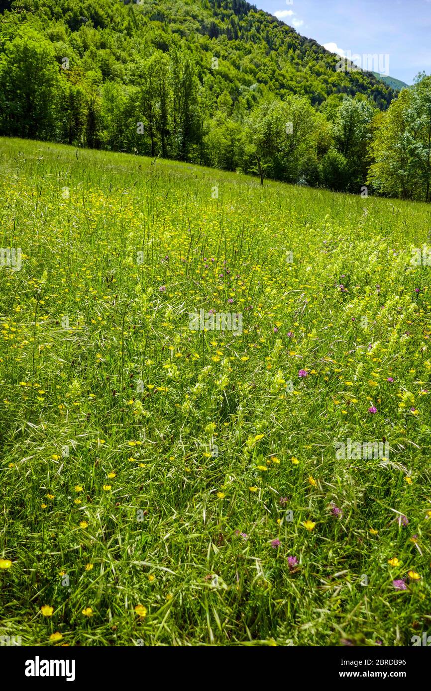 Green summer meadows and wooded hillside, in the Ariege, French Pyrenees, Pyrenees, France Stock Photo