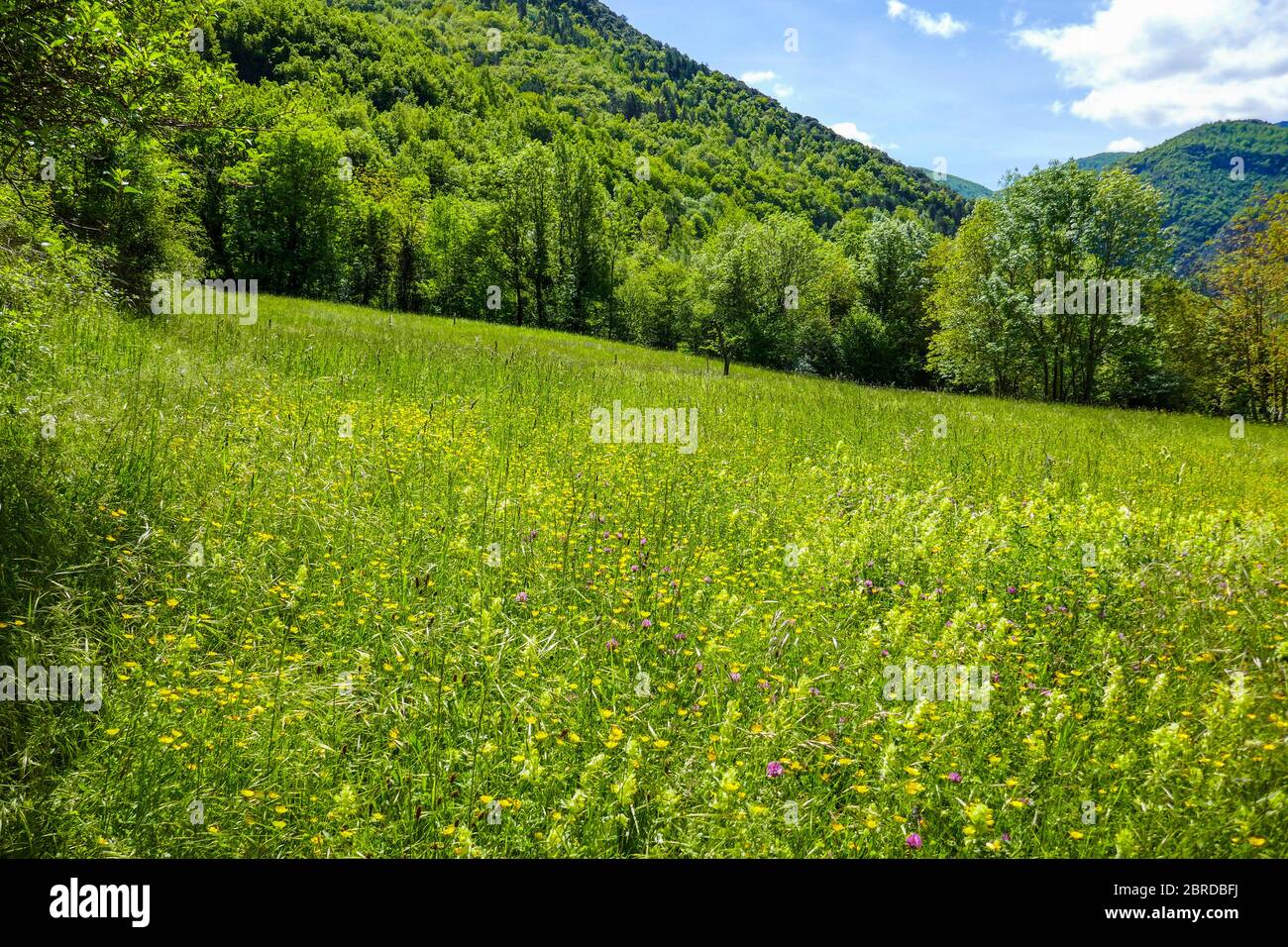 Green summer meadows and wooded hillside, in the Ariege, French Pyrenees, Pyrenees, France Stock Photo