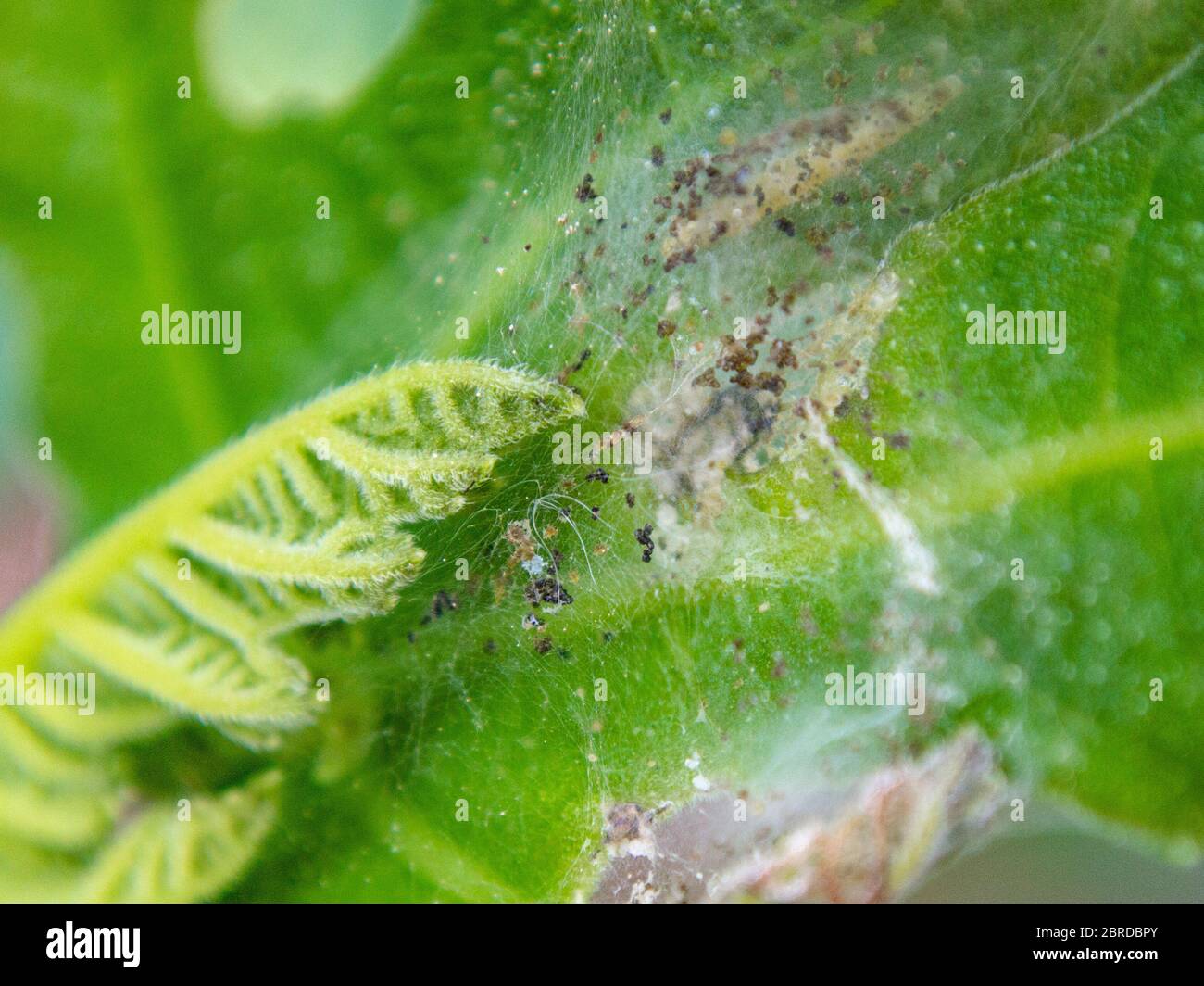 Larva under webbing on a fig leaf, fig leaf roller, Choreutis nemorana