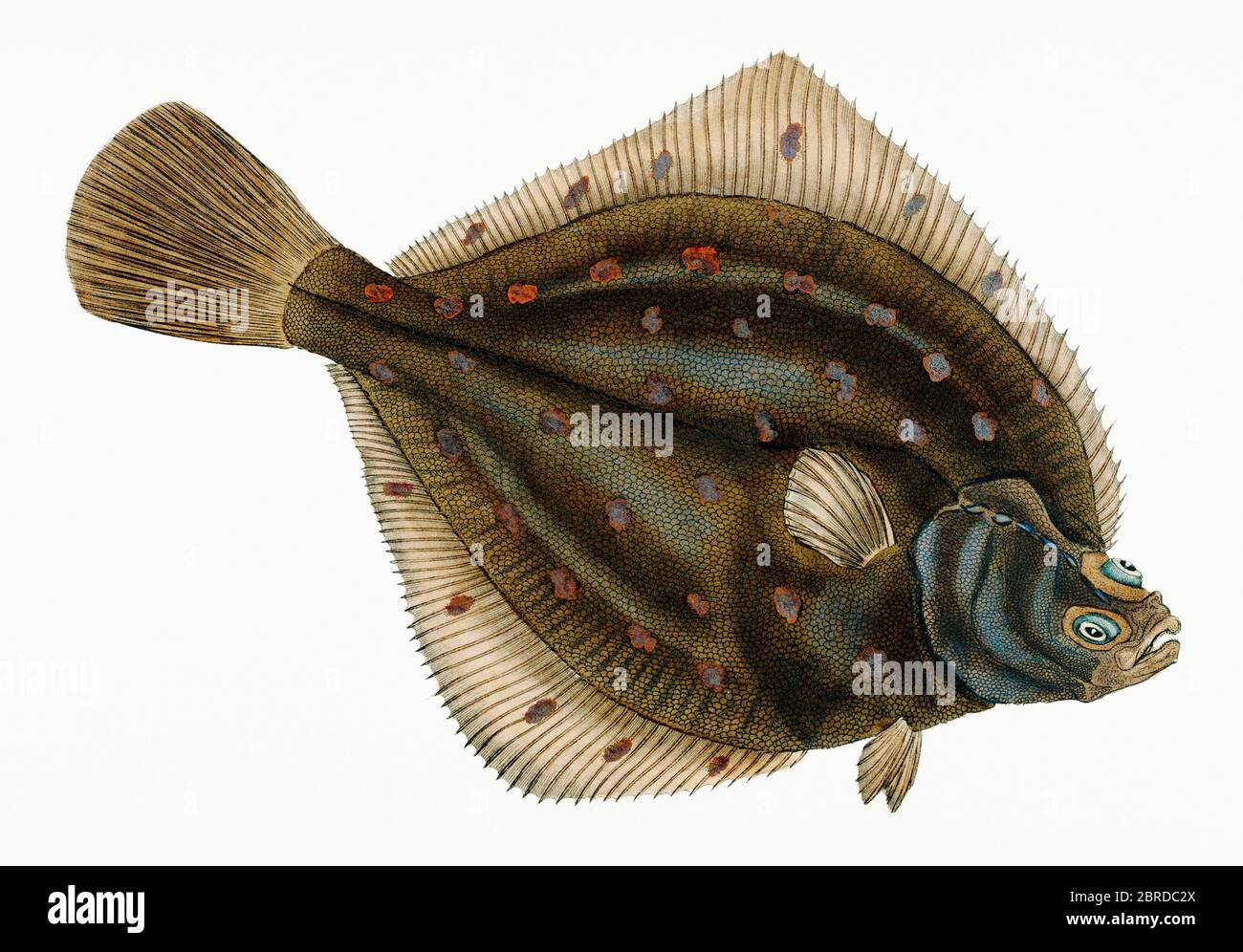 Как выглядит рыба камбала. Камбала рыба живая. Как выглядит рыба камбала. Речная камбала (platichthys flesus). Рыба камбала звездчатая.