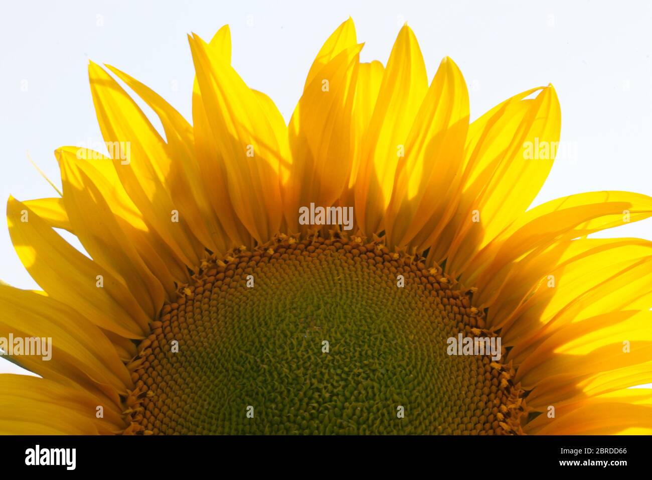 A vibrant yellow sunflower in the light of dawn Stock Photo