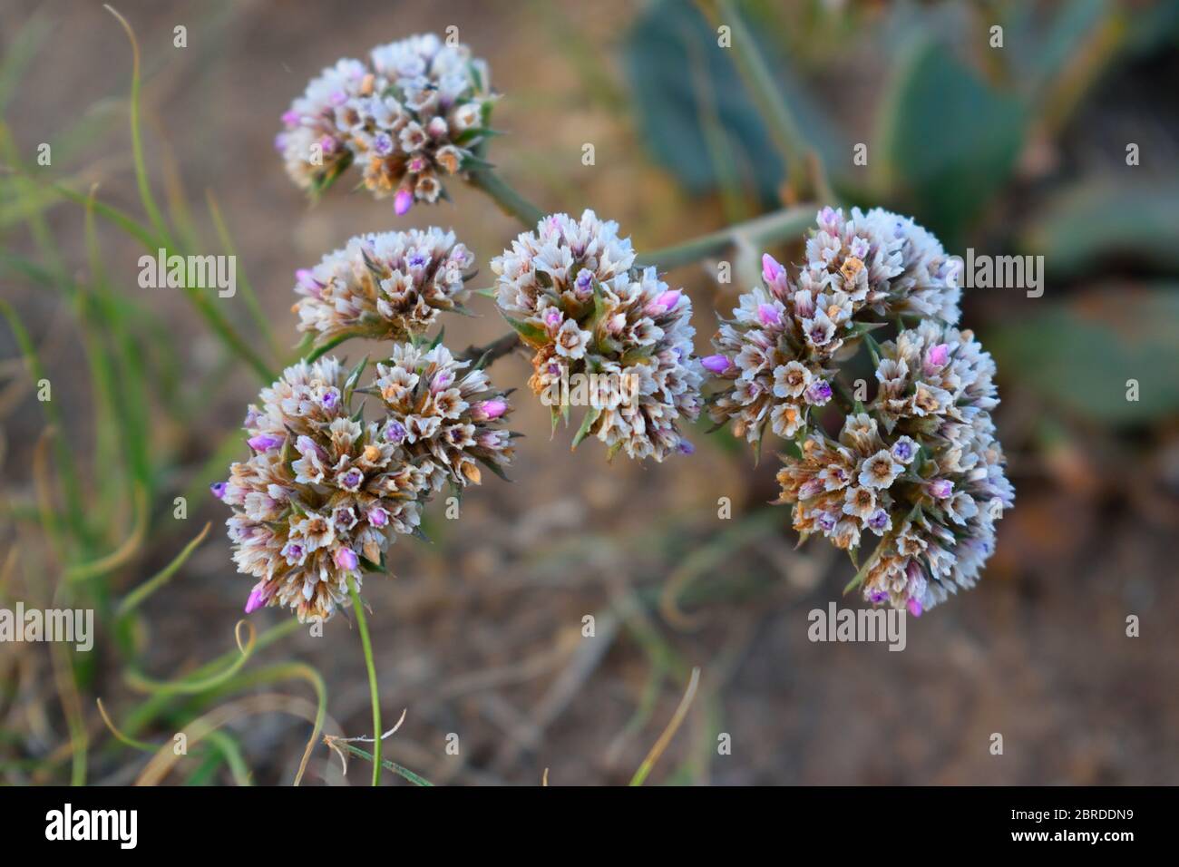 Small Beautiful Flowers Growing on Olkhon Island, Lake Baikal, Russia Stock Photo