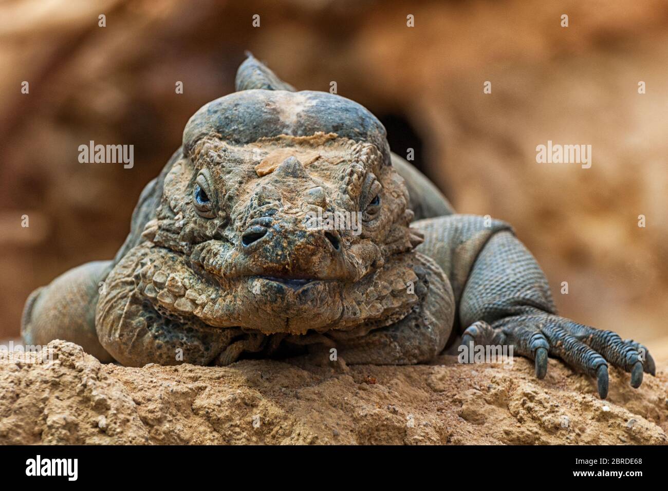 The head of a rhinoceros iguana Stock Photo
