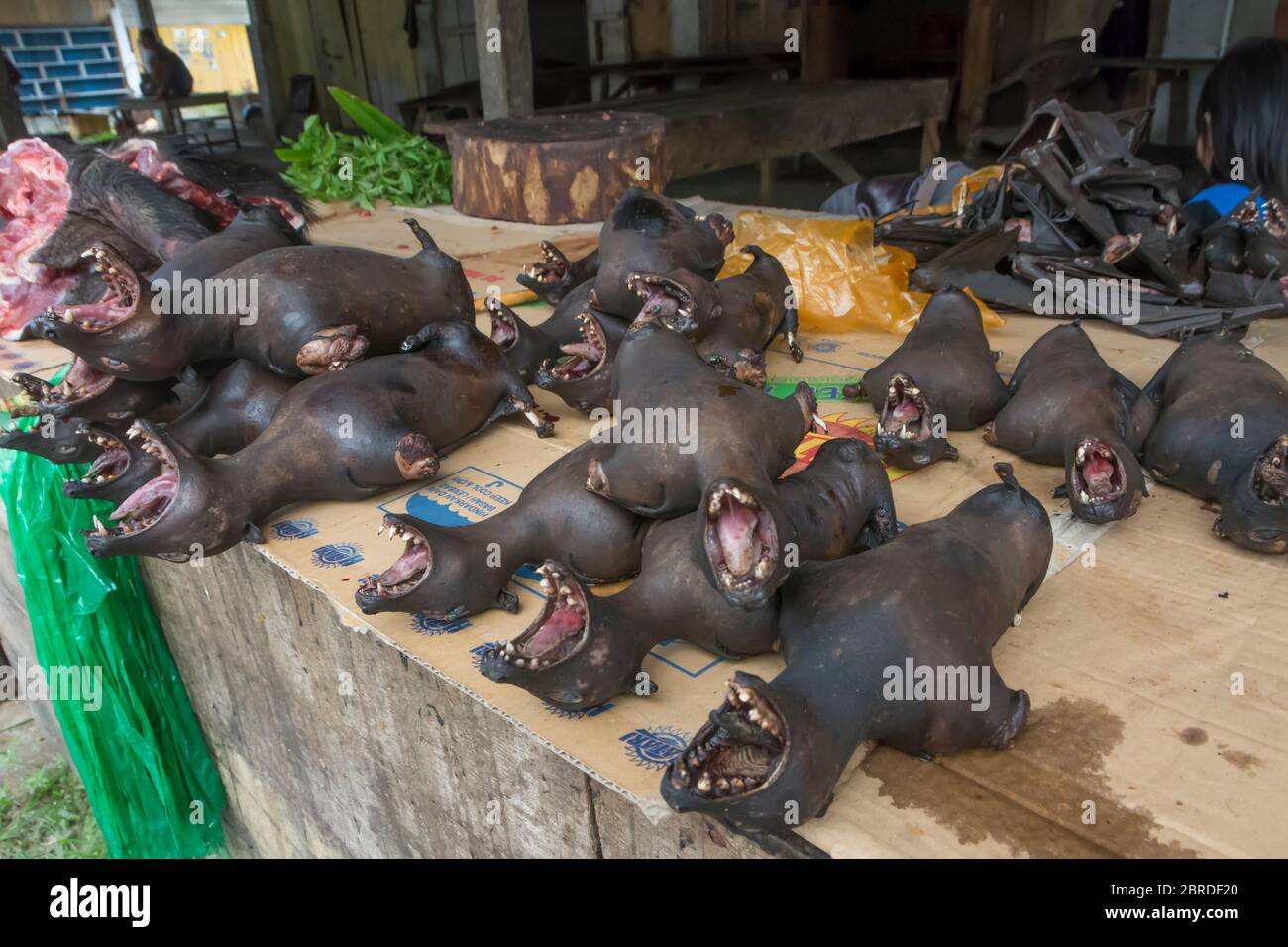 Bushmeat ( flying foxes) on the central market of Tentena, Central Sulawesi, Indonesia Stock Photo
