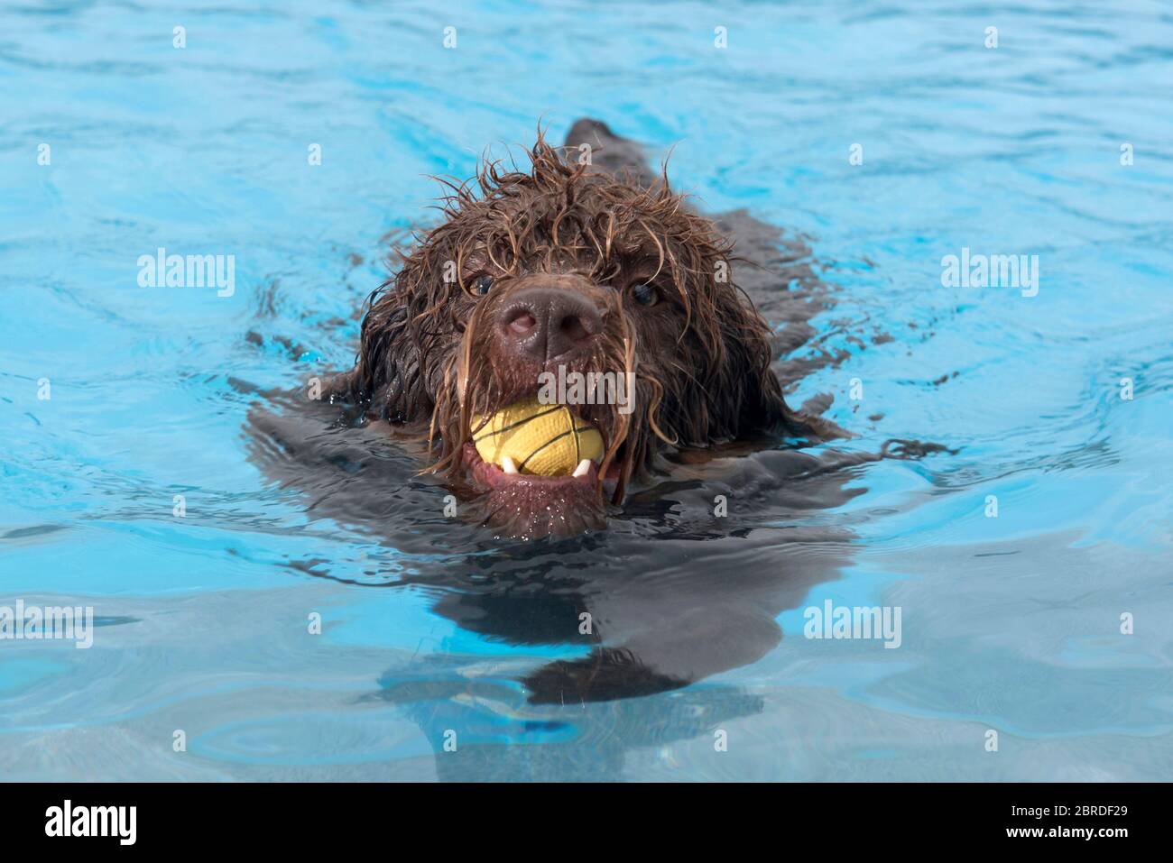 Dogs play with balls and swim in the outdoor swimming pool at the