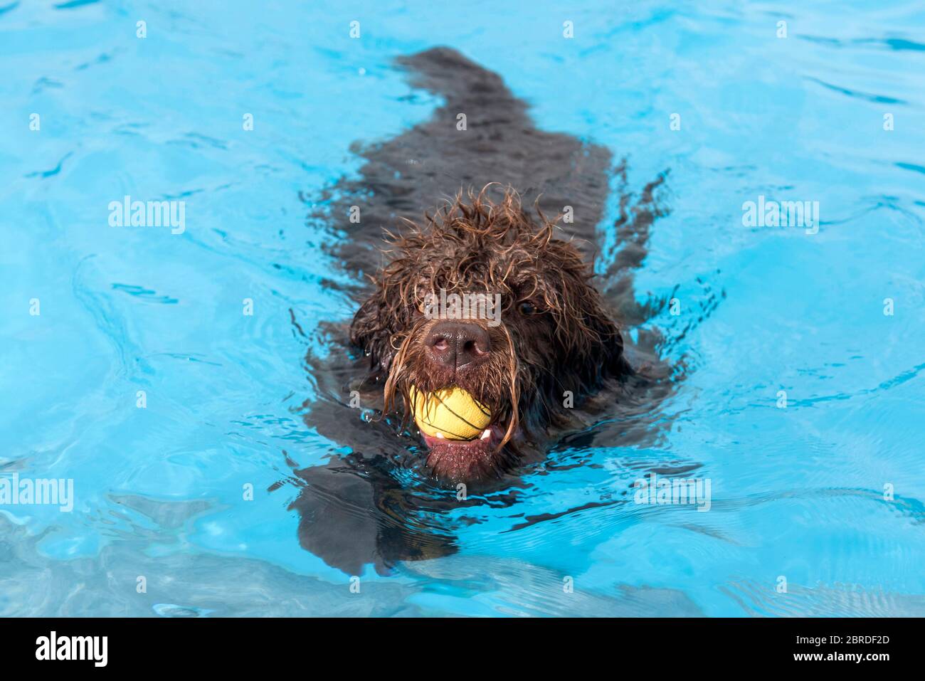 Dogs play with balls and swim in the outdoor swimming pool at the
