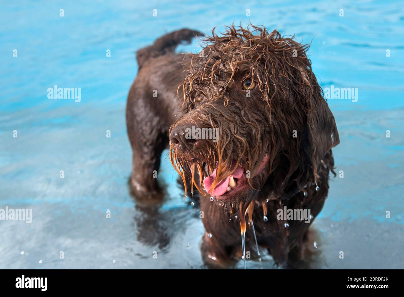 Dogs play with balls and swim in the outdoor swimming pool at the Saltdean Lido which allowed canine guests. Stock Photo