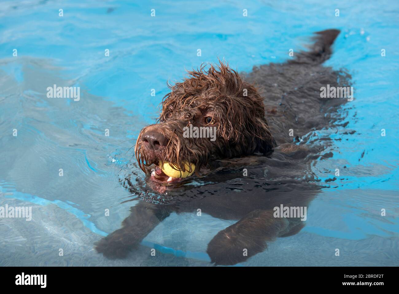 Dogs play with balls and swim in the outdoor swimming pool at the