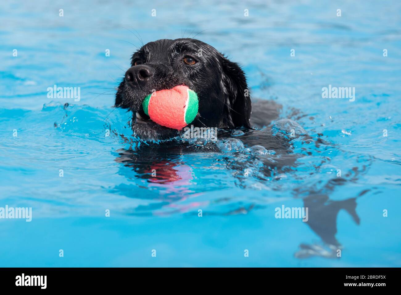 Saltdean lido dog hires stock photography and images Alamy