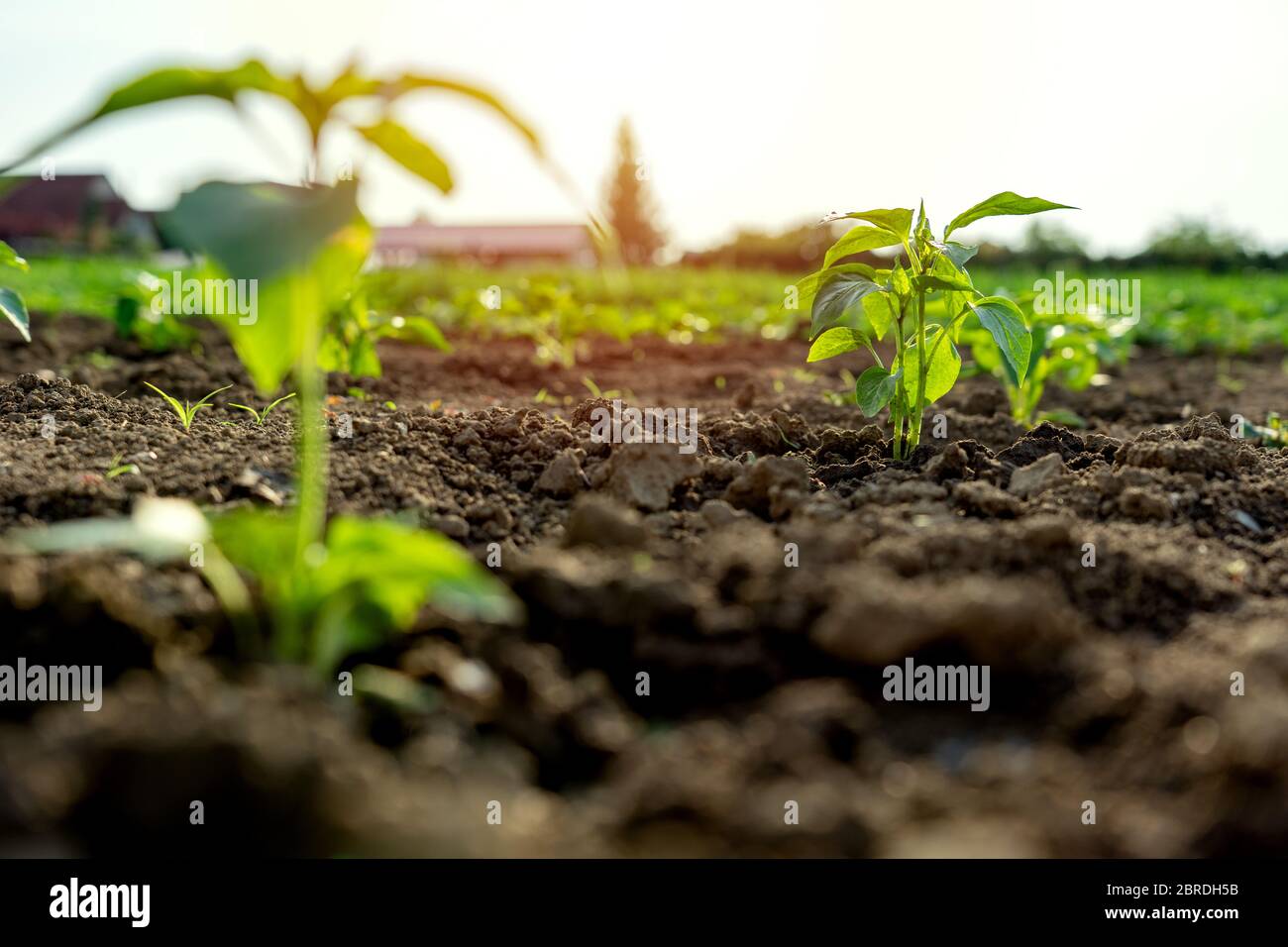 paprika plant growing in rows in the self-supporting kitchen garden . Stock Photo