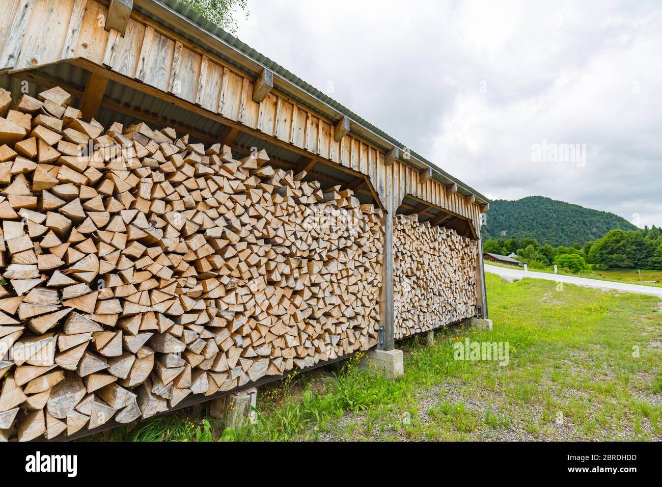 Log trunks pile, the logging timber forest wood industry. Wide banner or panorama of wood trunks timber harvesting in forest. Stock Photo