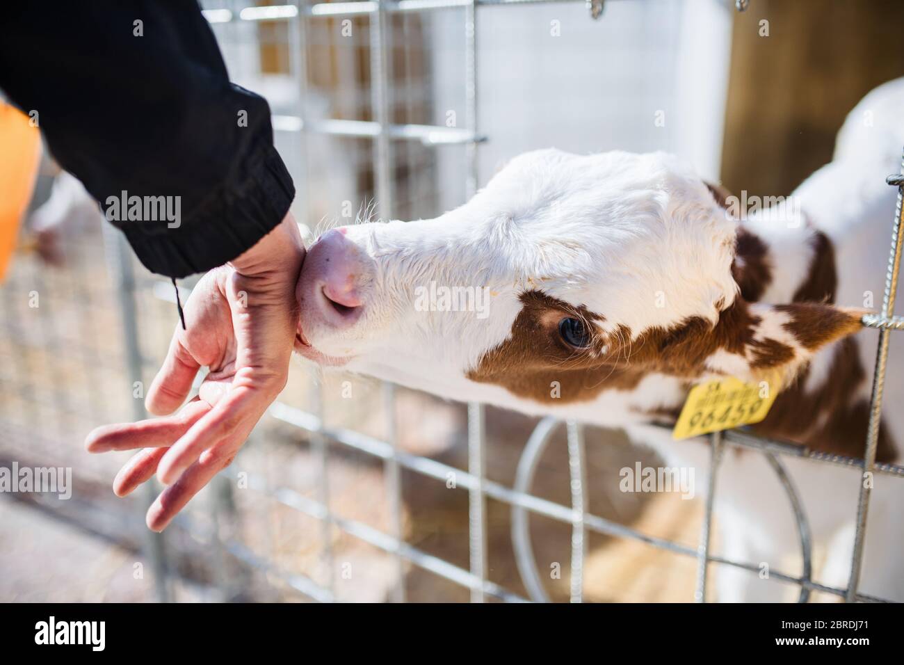 Midsection of worker working on diary farm, agriculture industry Stock ...