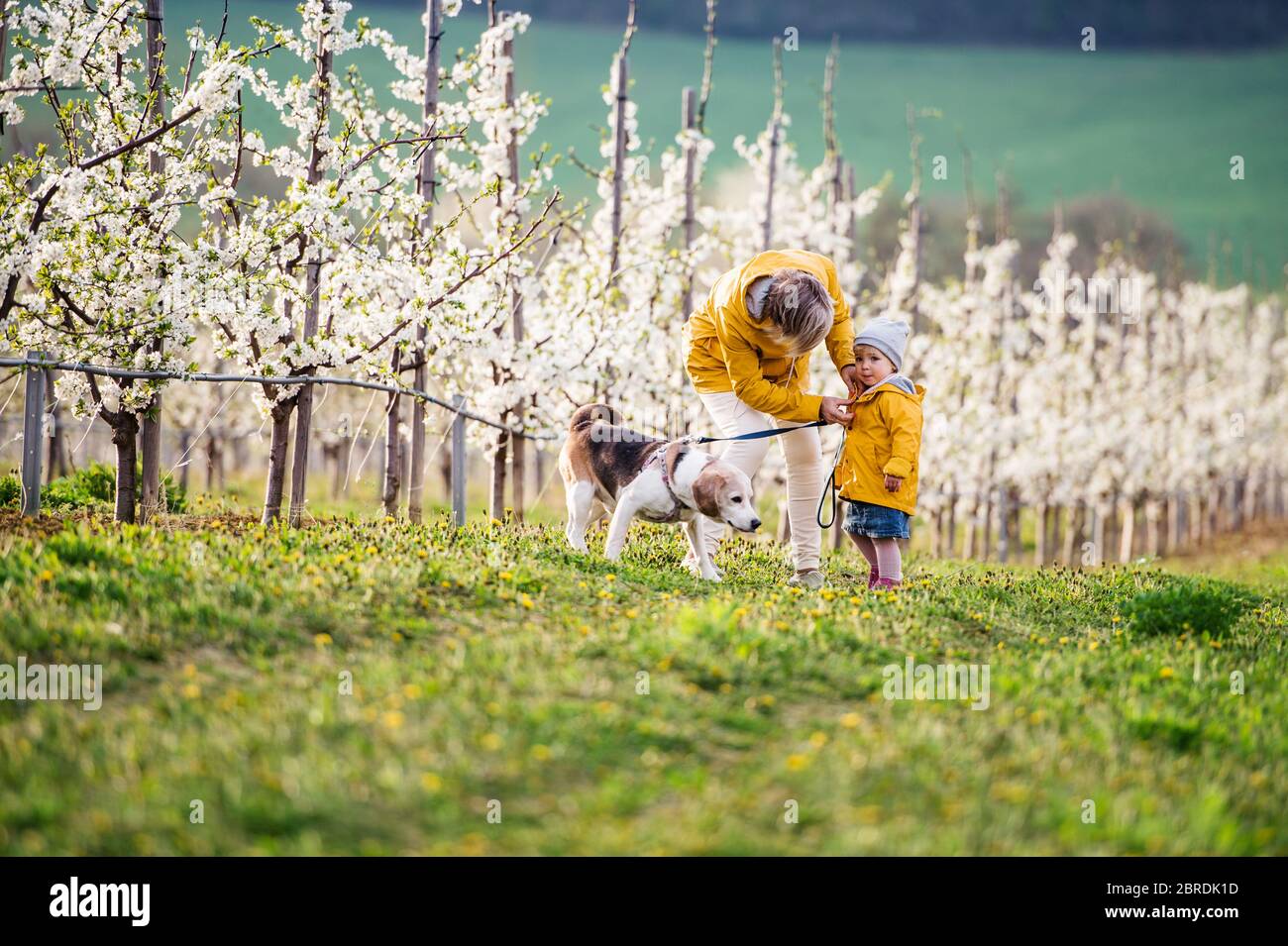 Front view of senior grandmother with granddaughter walking in orchard in spring. Stock Photo