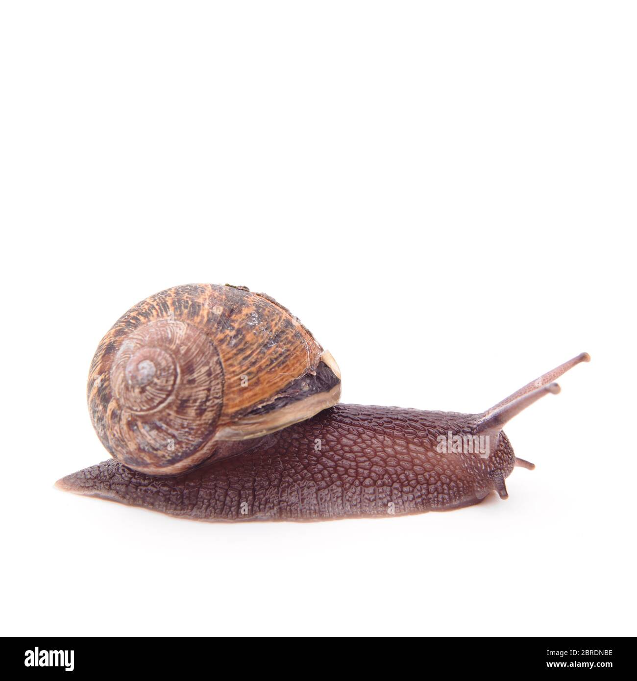 Garden Snail Helix Aspera On White Background Stock Photo Alamy