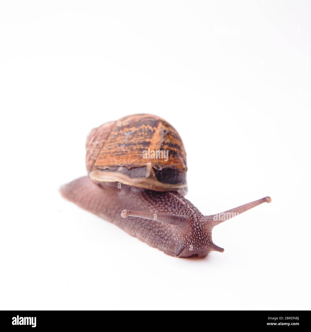 Garden Snail, Helix aspera, on white background Stock Photo