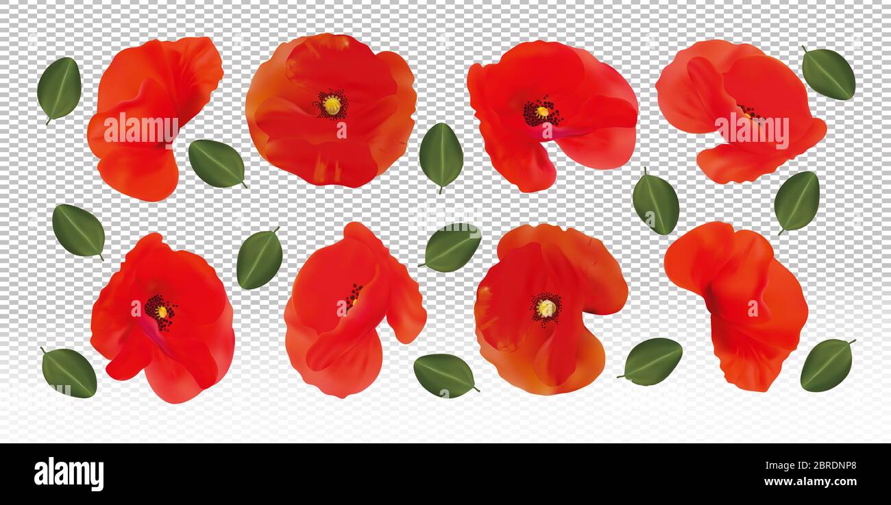 Red flowers poppies with green leaf. Different red poppies on ...