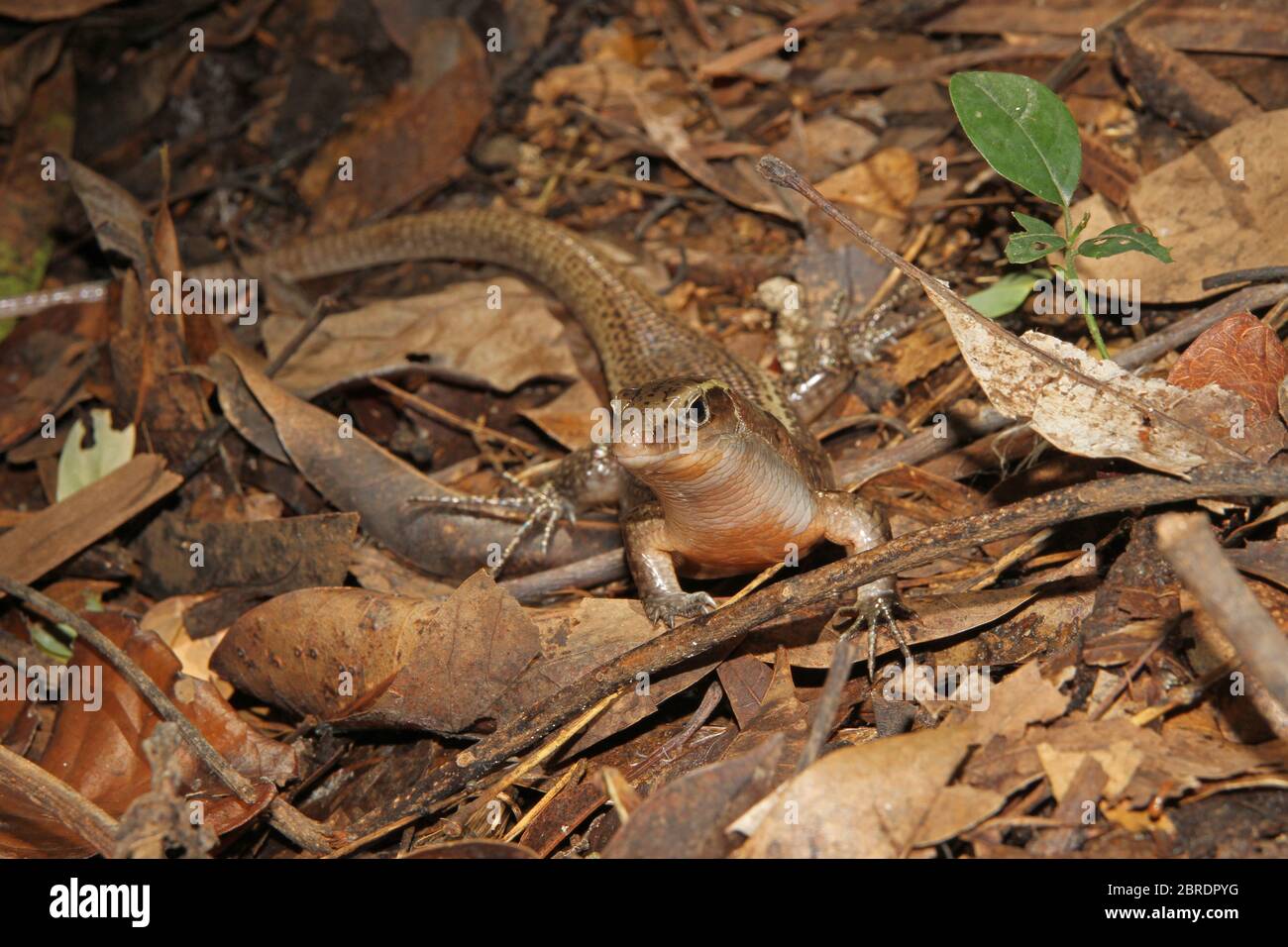 Madagascar girdled lizard or Madagascar plated lizard (Zonosaurus madagascariensis), dead leaves in rainforest, Nosy Komba Island, Madagascar. Stock Photo