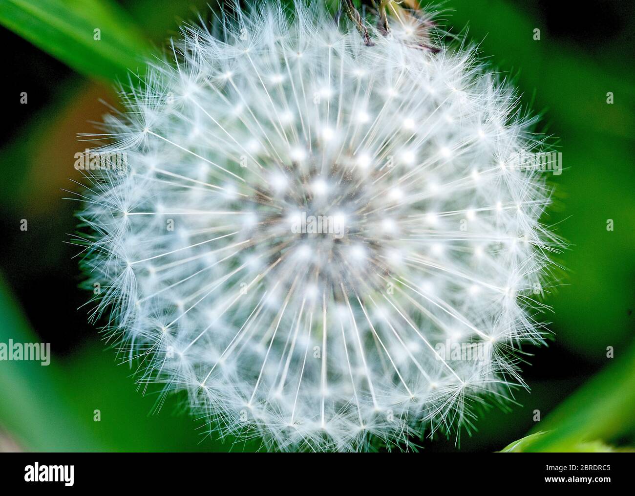 Close up macro image of dandelion seed head with incredible natural pattern. Stock Photo