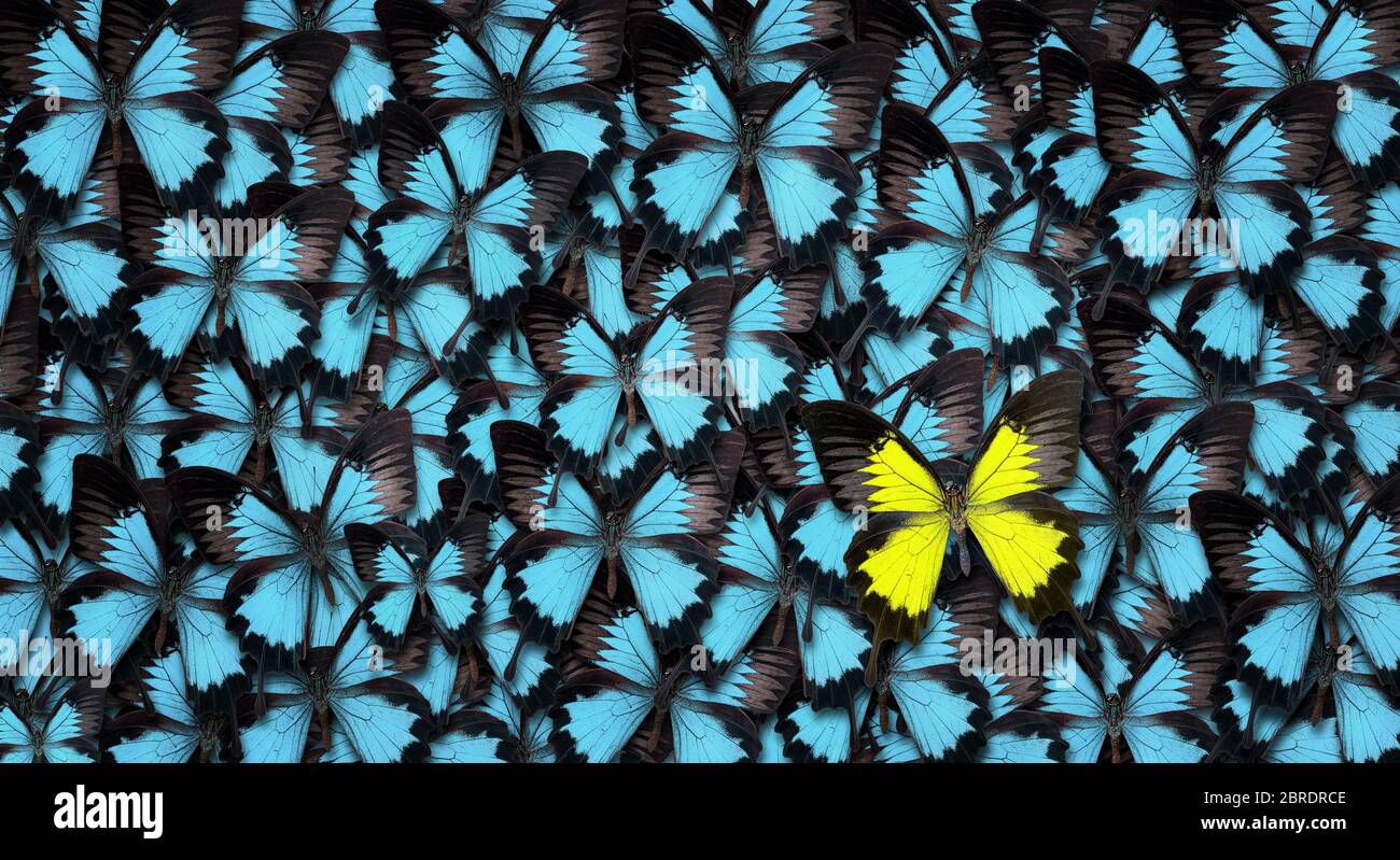Standing out from the crowd concept. High angle view of a yellow butterfly over many blue ones with copy space Stock Photo