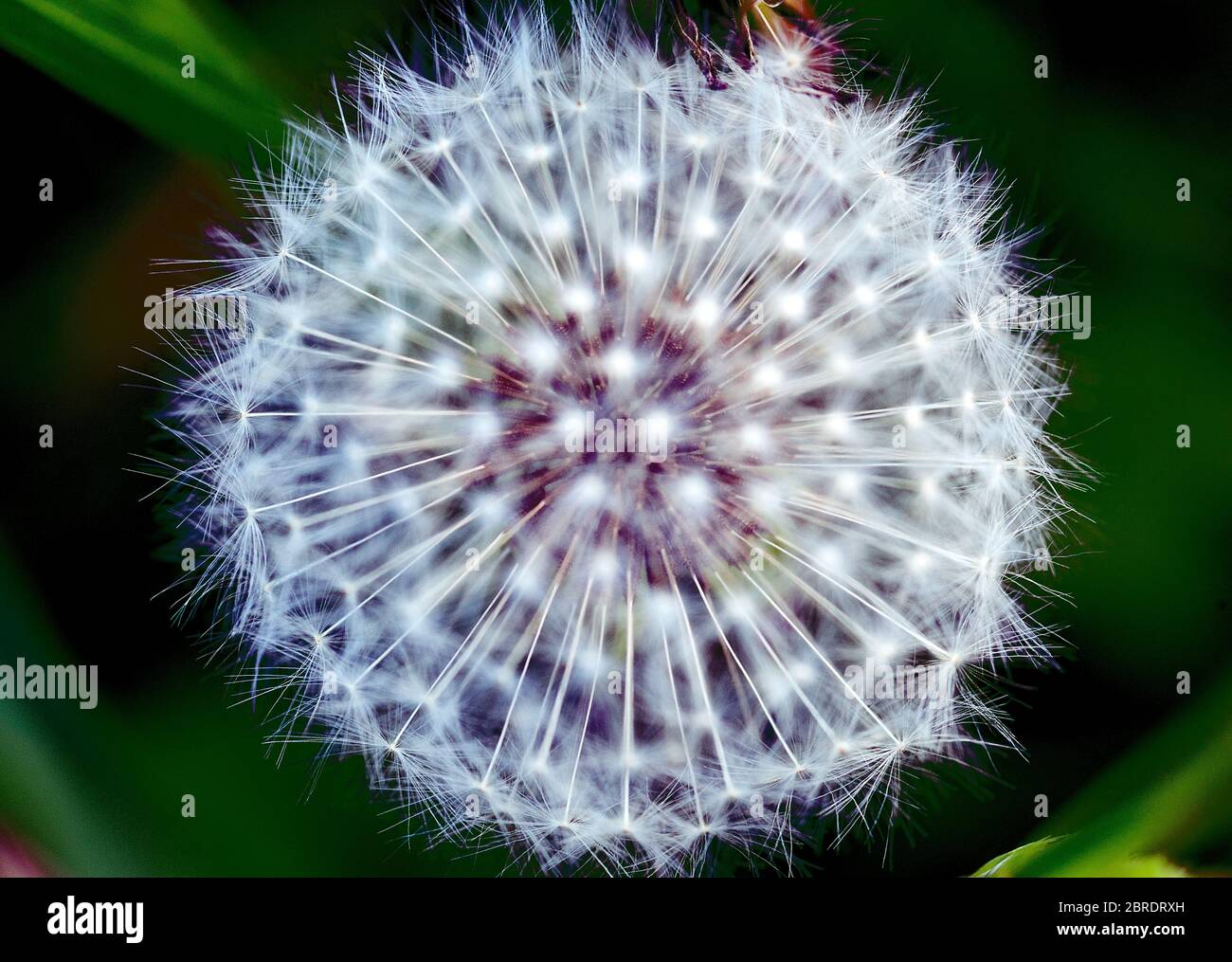 Close up macro image of dandelion seed head with incredible natural patterns. Stock Photo