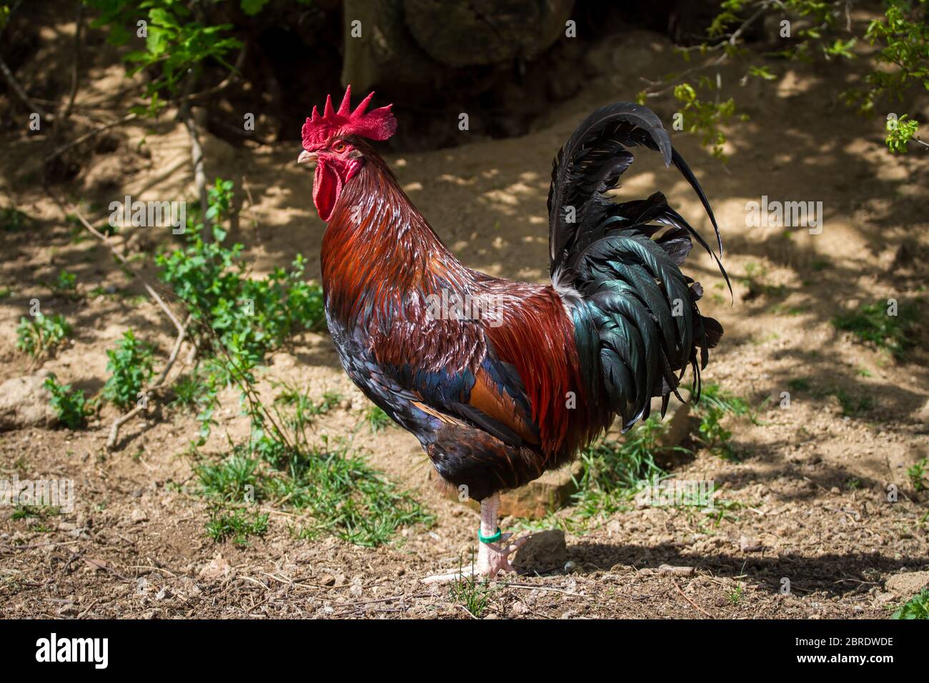 Dorking rooster. Dorkings are an old english chicken breed Stock Photo
