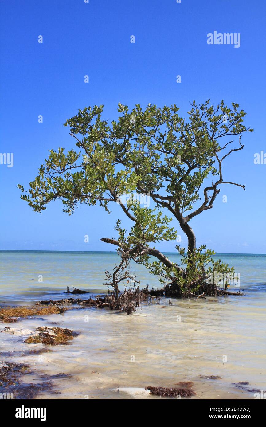 Mangrove tree growing in sea water, Florida Keys Stock Photo