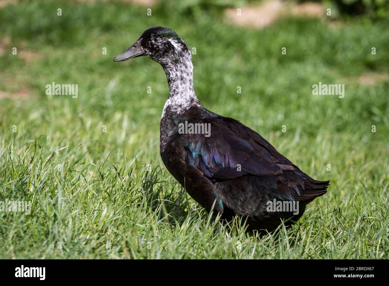 German duck hires stock photography and images Alamy