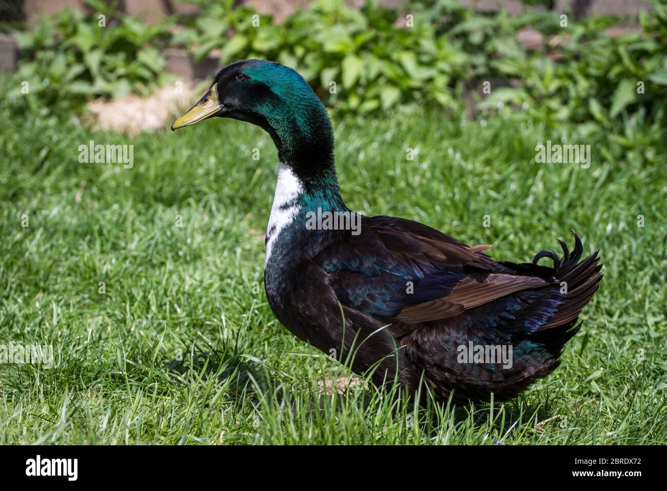 Pommeranian duck gander Stock Photo Alamy