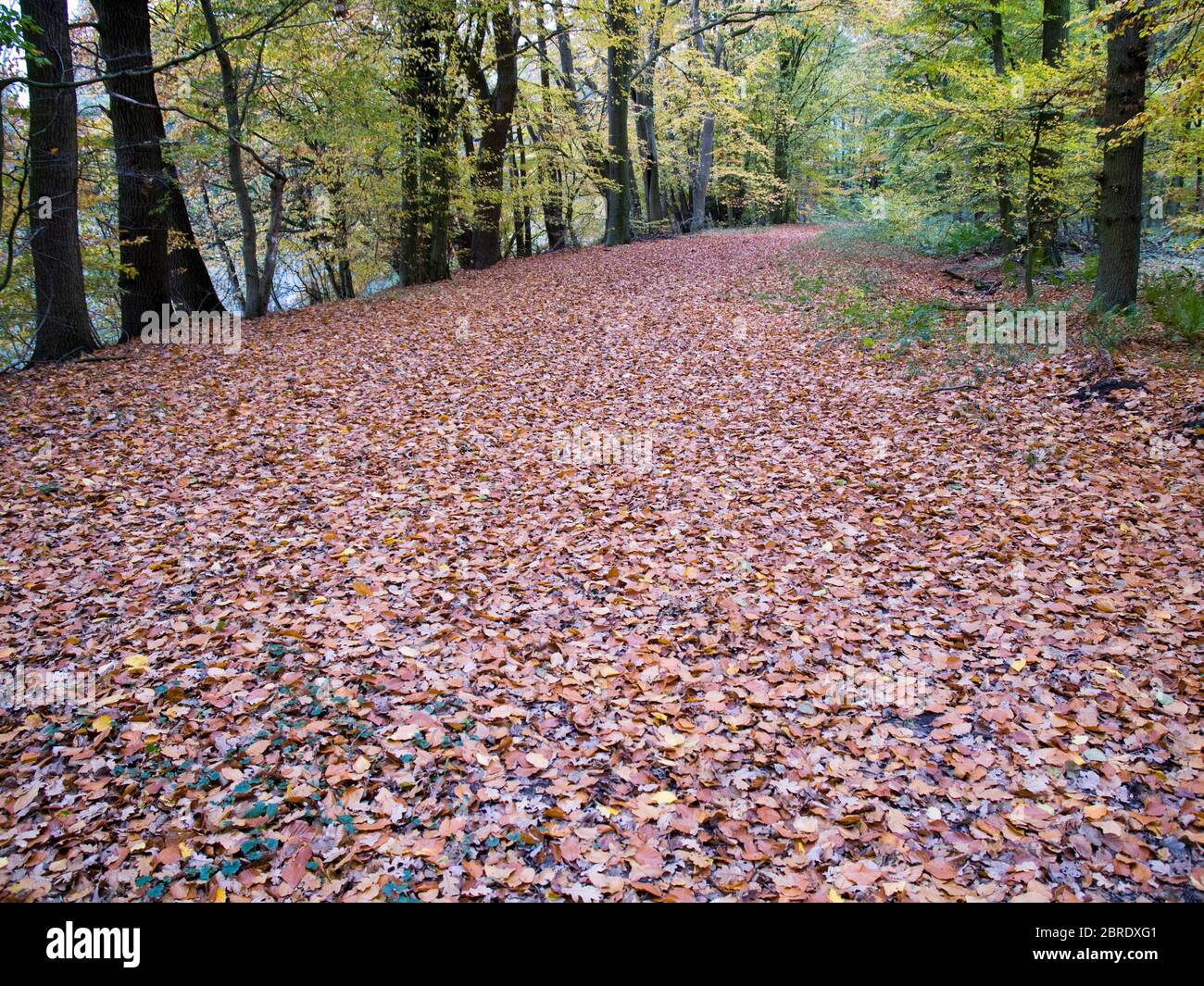Autumnal forest track near Lüdershausen, Niedersachsen, Germany. Stock Photo