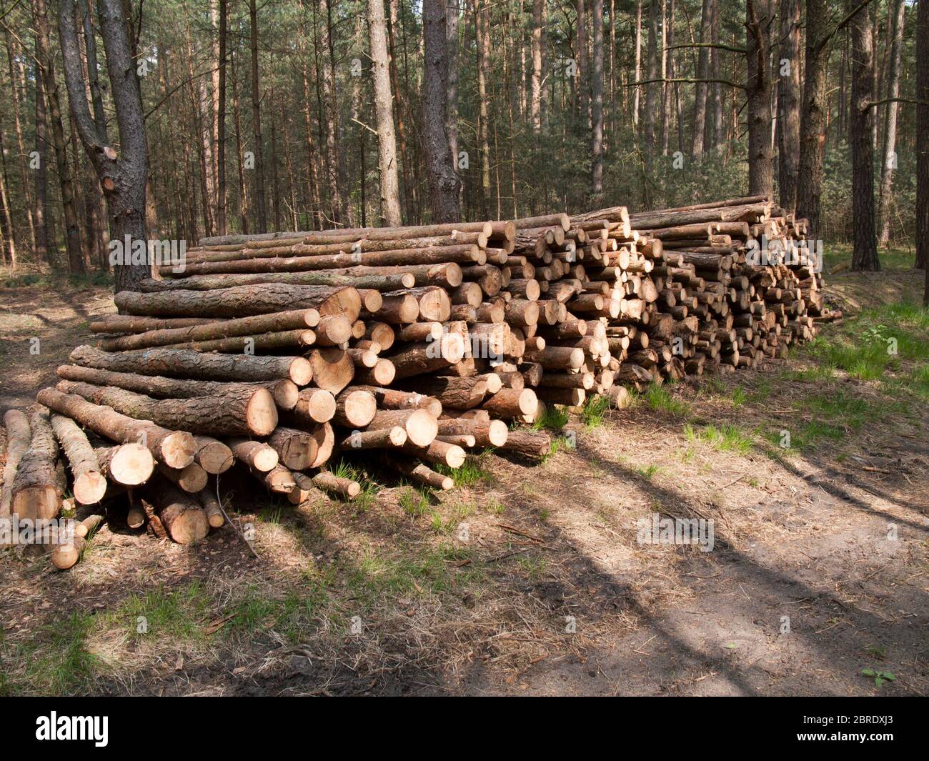 Pile of logs in a pine forest near Brietlingen, Niedersachsen, Germany ...