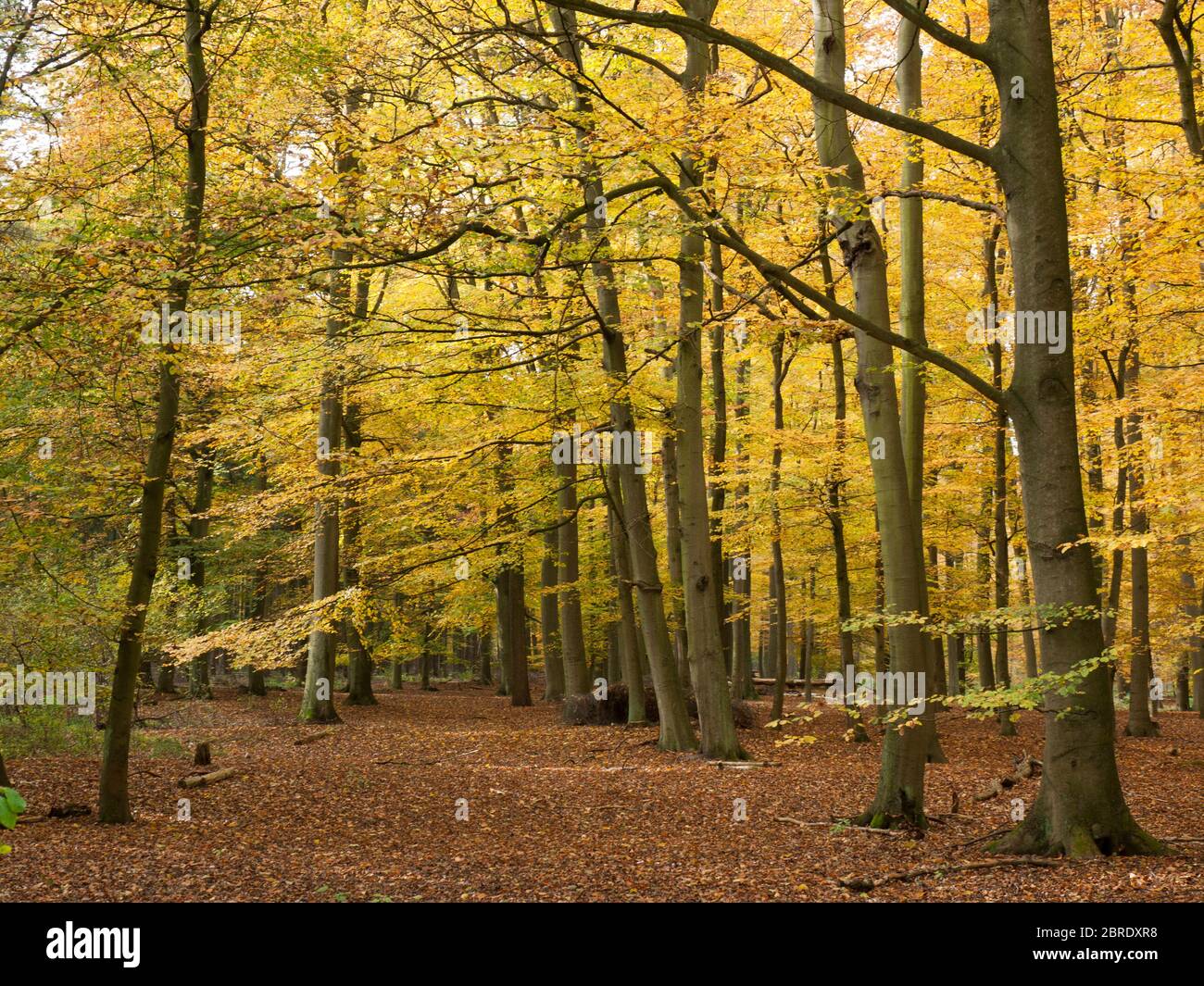 Woodenly High Resolution Stock Photography and Images Alamy