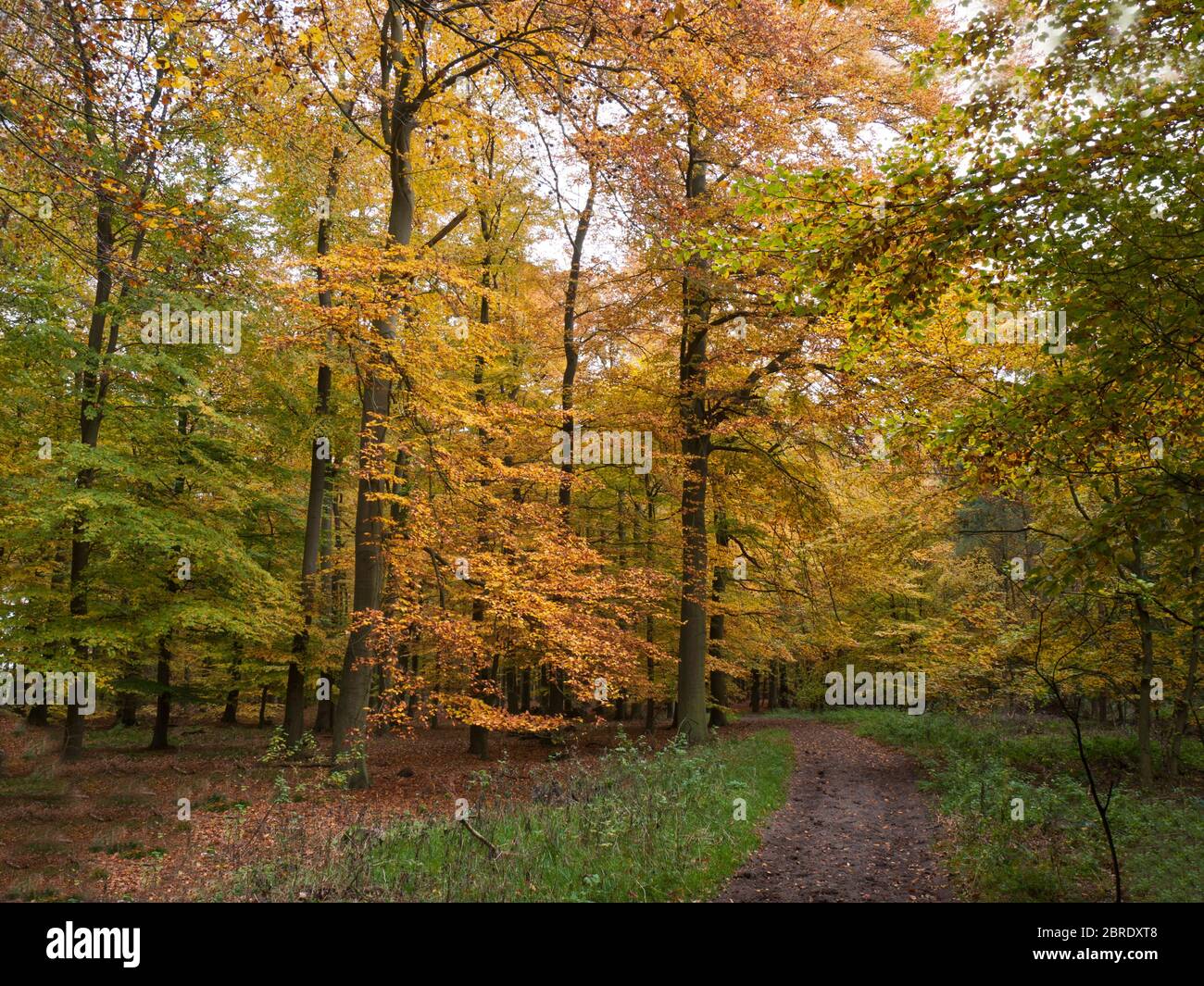 Autumnal forest track near Lüdershausen, Niedersachsen, Germany. Stock Photo