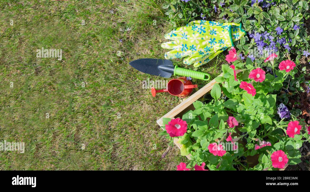Blooming seedlings of terry cascading pink petunia surrounded by garden tools and accessories against a green lawn with a copy space. Spring garden la Stock Photo