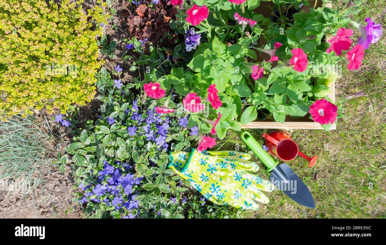 Petunia seedlings in a wooden garden box with a garden watering can and a scoop on a lawn near a flowering mixborder. Composition of flower seedlings Stock Photo