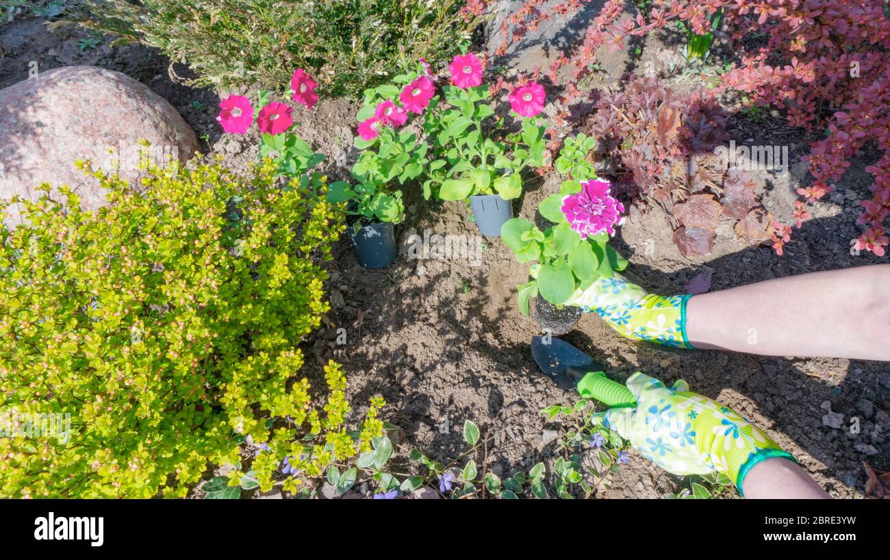 Planting petunia seedlings from plastic pots in the mixborder soil in early spring. Gardener's hands in gloves transplant a flower into open ground. Stock Photo