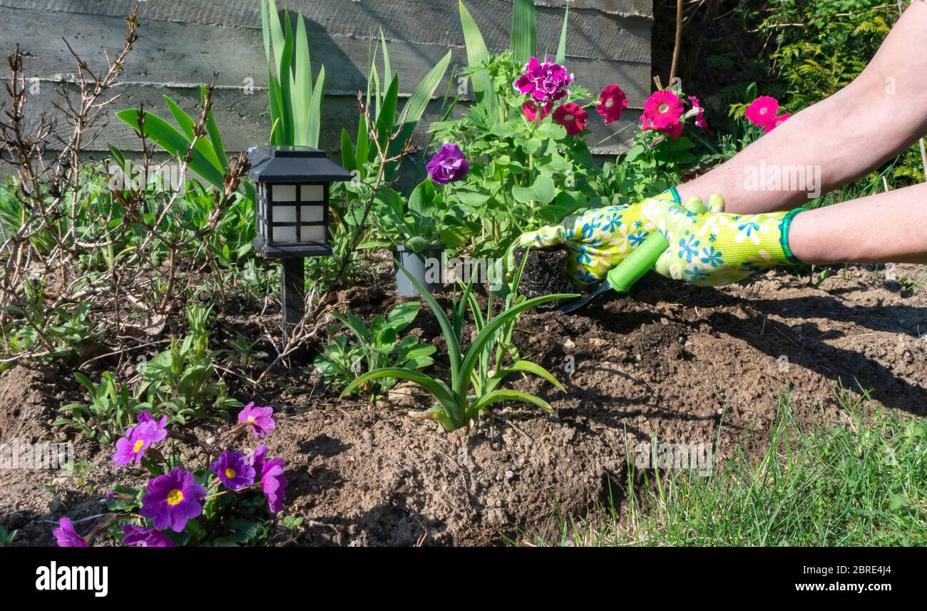 Hands of a gardener in bright garden gloves transplant a pink terry petunia flower into the mixborder soil on a sunny day in spring. Photo of landscap Stock Photo