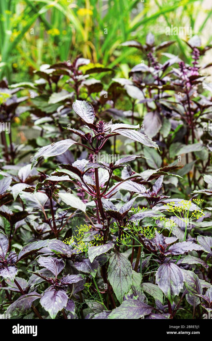 Purple Basil grows in the garden. A bed with spicy and fragrant