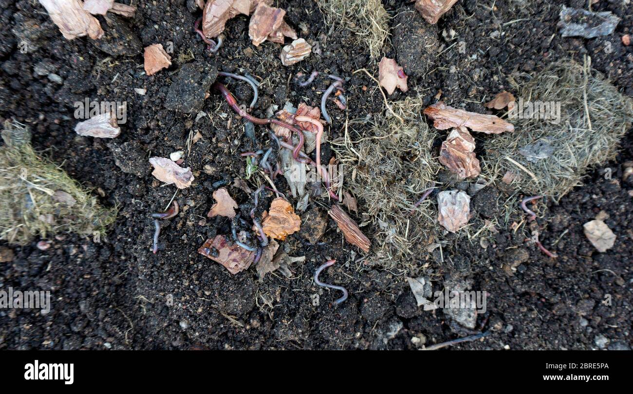 A farm with a brood stock of red California worms for the production of vermicompost and biohumus to increase soil fertility in organic farming and ag Stock Photo