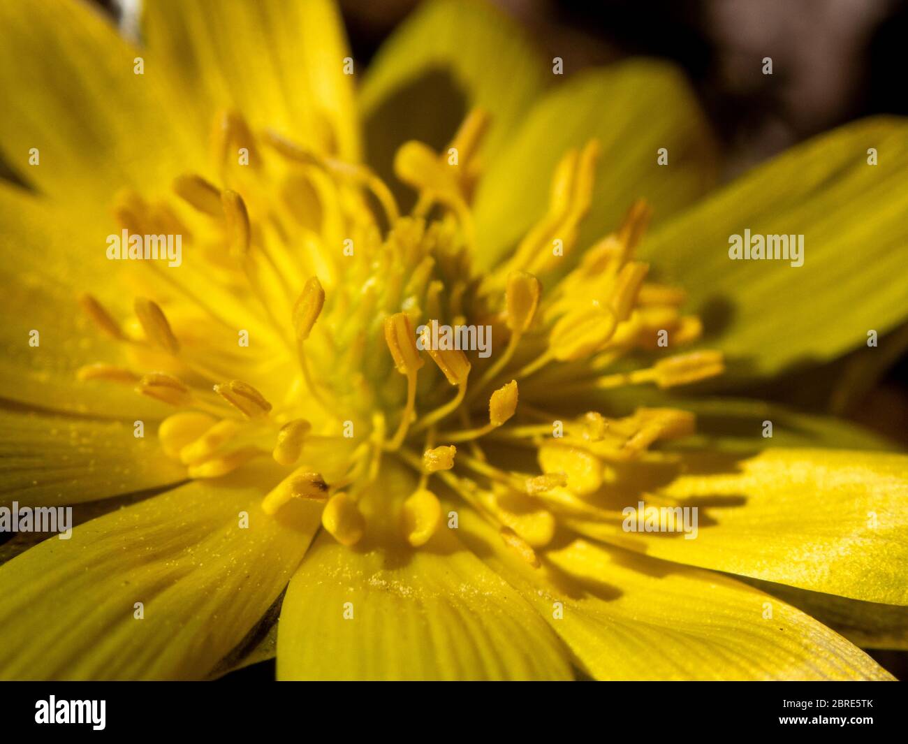 Amur Adonis High Resolution Stock Photography And Images Alamy