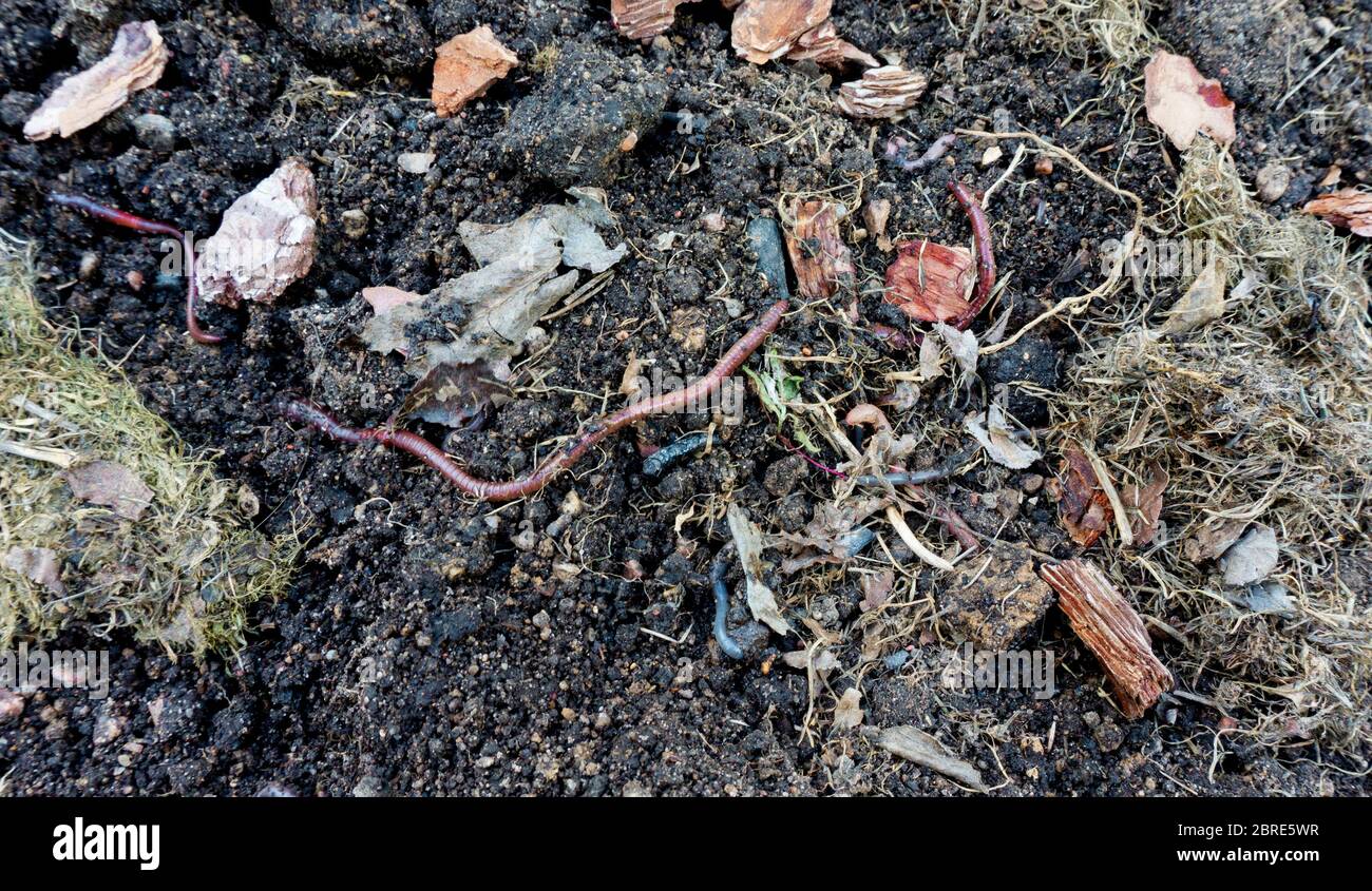 Red California earthworms in a compost pit for biohumus and vermicompost production. Earthworms in the garden. Bait for fishing. Biohumus production b Stock Photo