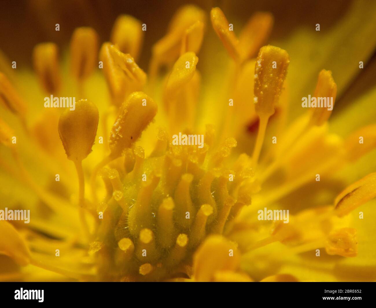 Amur Adonis High Resolution Stock Photography And Images Alamy