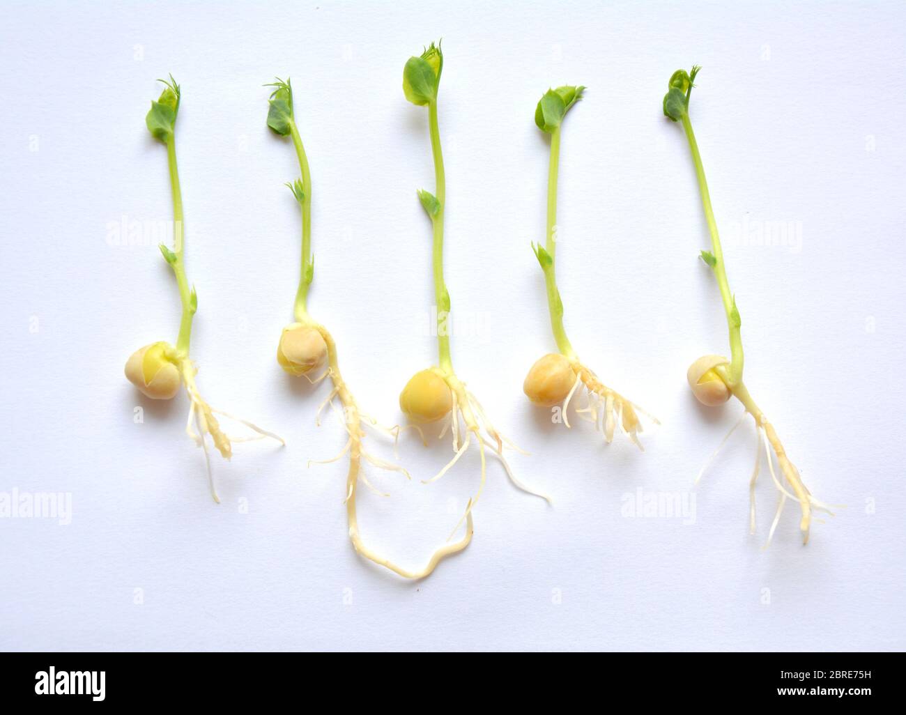 Pea plant roots hires stock photography and images Alamy