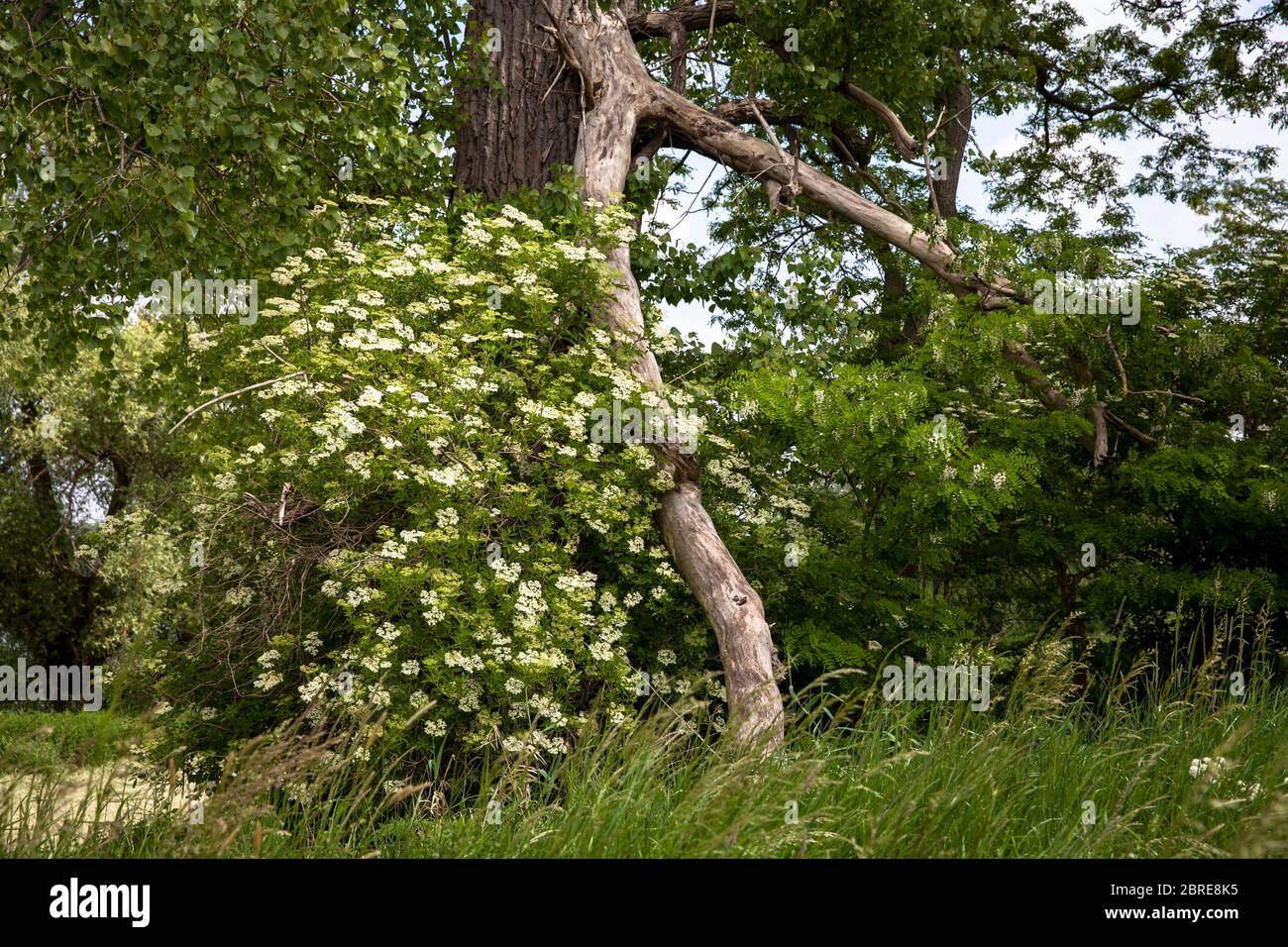 trees in the floodplains of the river Rhine in the district Merkenich, blooming elderberry, Cologne, Germany.  Baeume in der Rheinaue bei Koeln-Merken Stock Photo