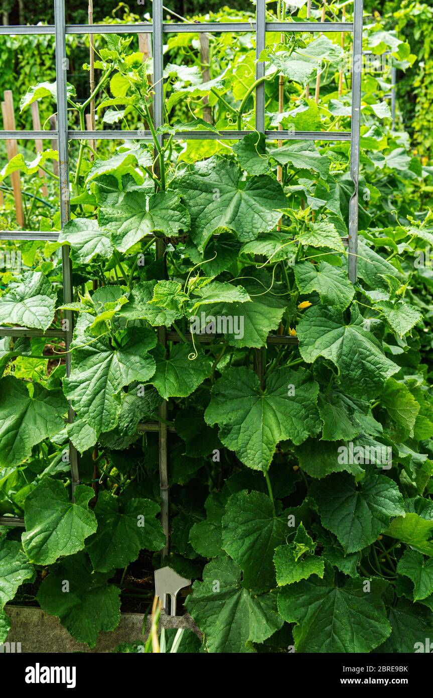 hybrid with numerous cucumber ovaries. Cucumber is a selfpollinating