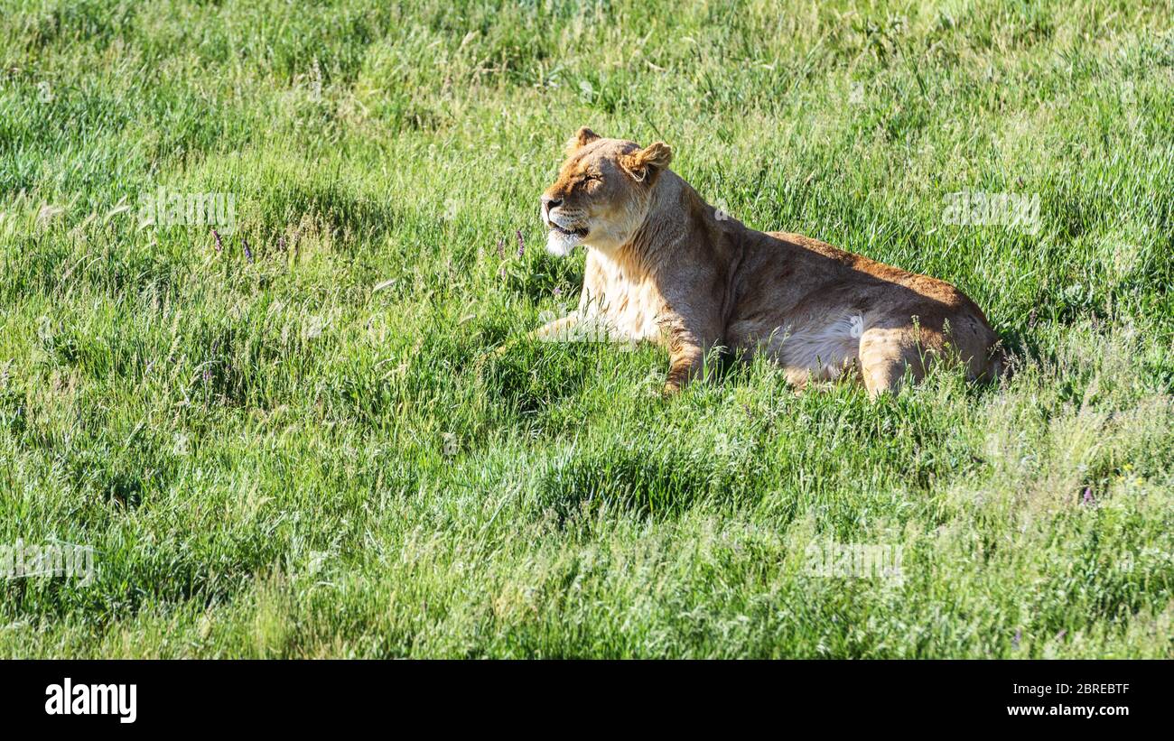 Lioness lying on the grass in summer. View of the green meadow with lonely lioness in sunlight. Wild predatory animal in a safari park. Stock Photo