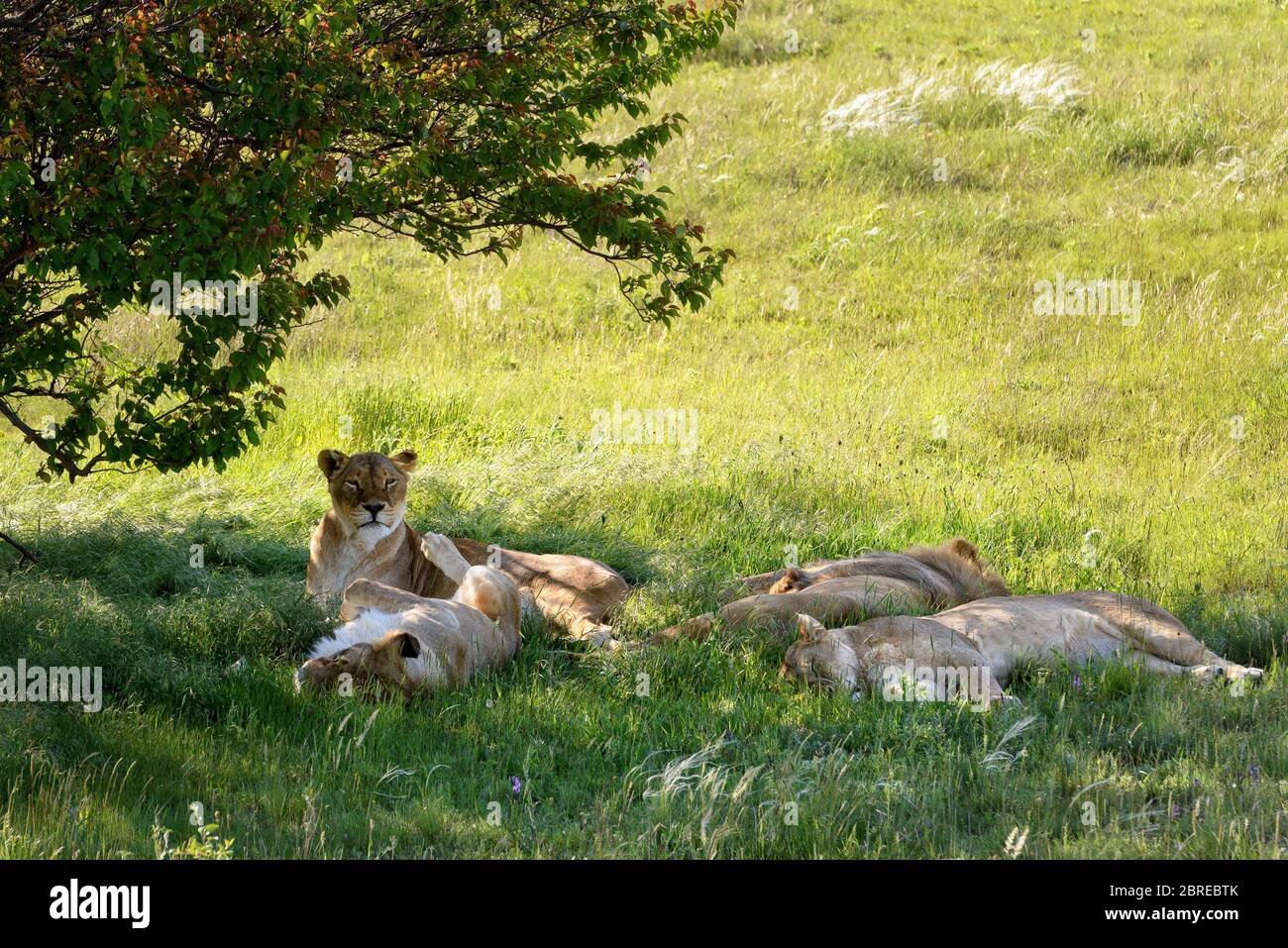 Lion pride resting in the shade of a tree on a sunny day Stock Photo
