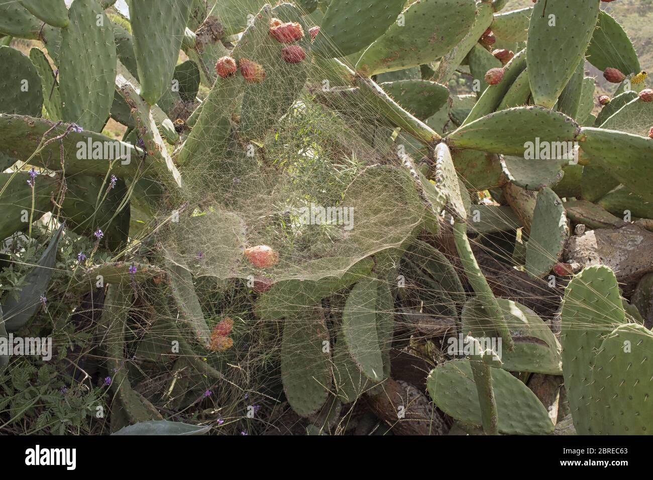 Chumbera nopal cactus in bloom with spider web Stock Photo